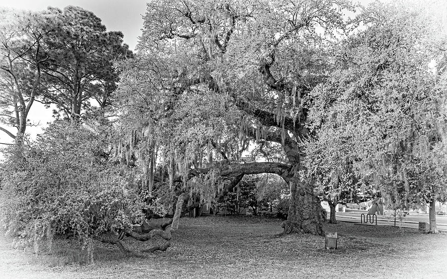 The Dueling Oak - A Place for Dying - Vignette Photograph by Steve Harrington