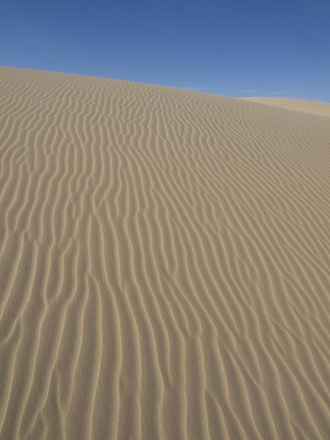 The Dune Photograph by Tara Lynn