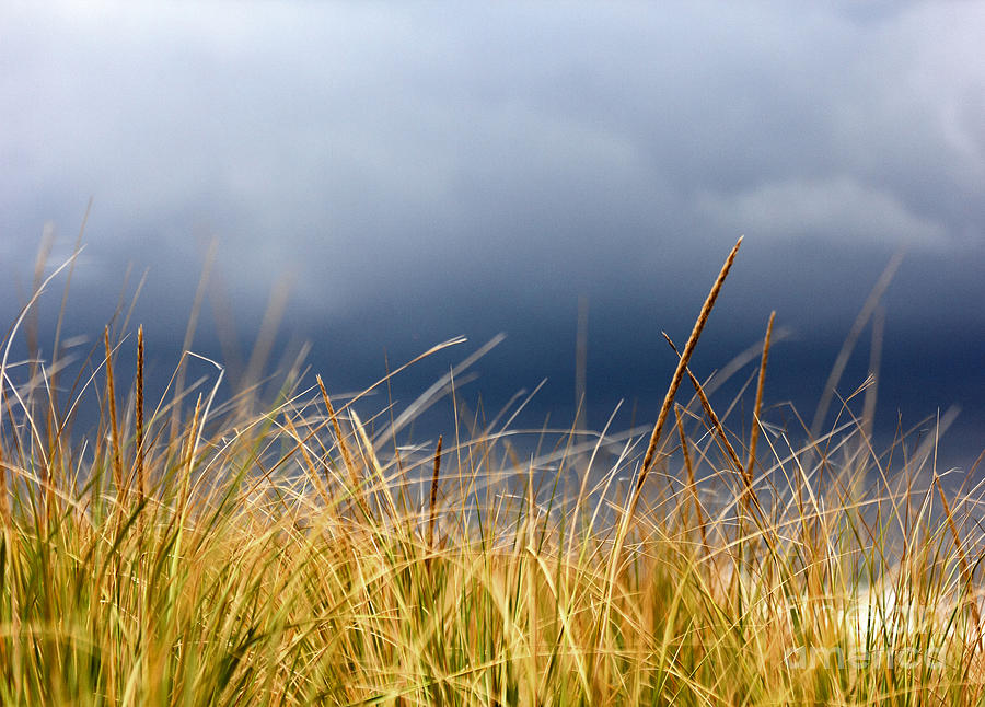 The tall grass waves in the wind Photograph by Dana DiPasquale