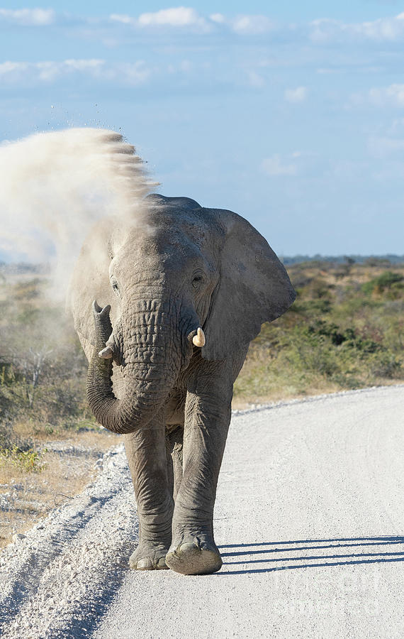 Wildlife Photograph - The Dust Bath - Namibia, Africa by Sandra Bronstein
