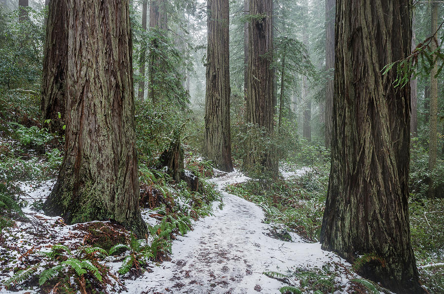 The Dusting in the Redwoods Photograph by Greg Nyquist