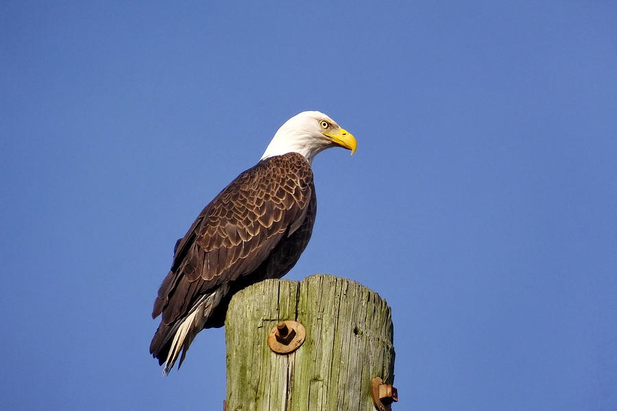 The Eagle Eye Photograph by Francie Davis - Fine Art America