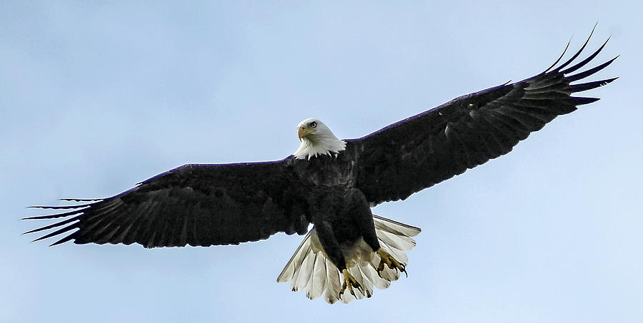 The Eagle Flies Photograph by Norman Johnson