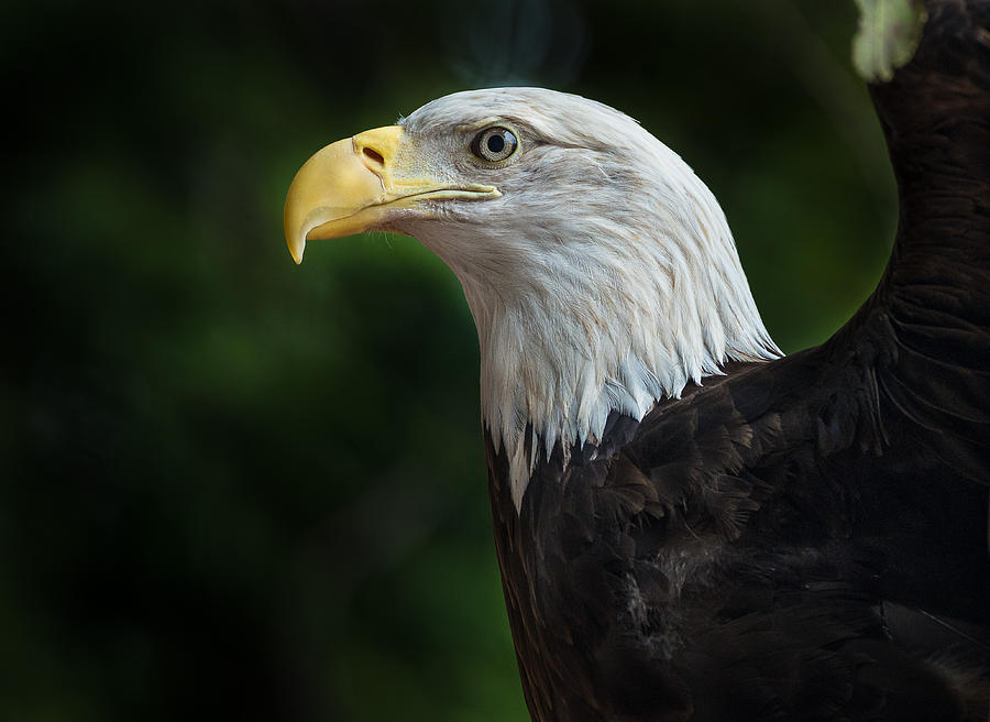 The Eagle Photograph by Greg Nyquist