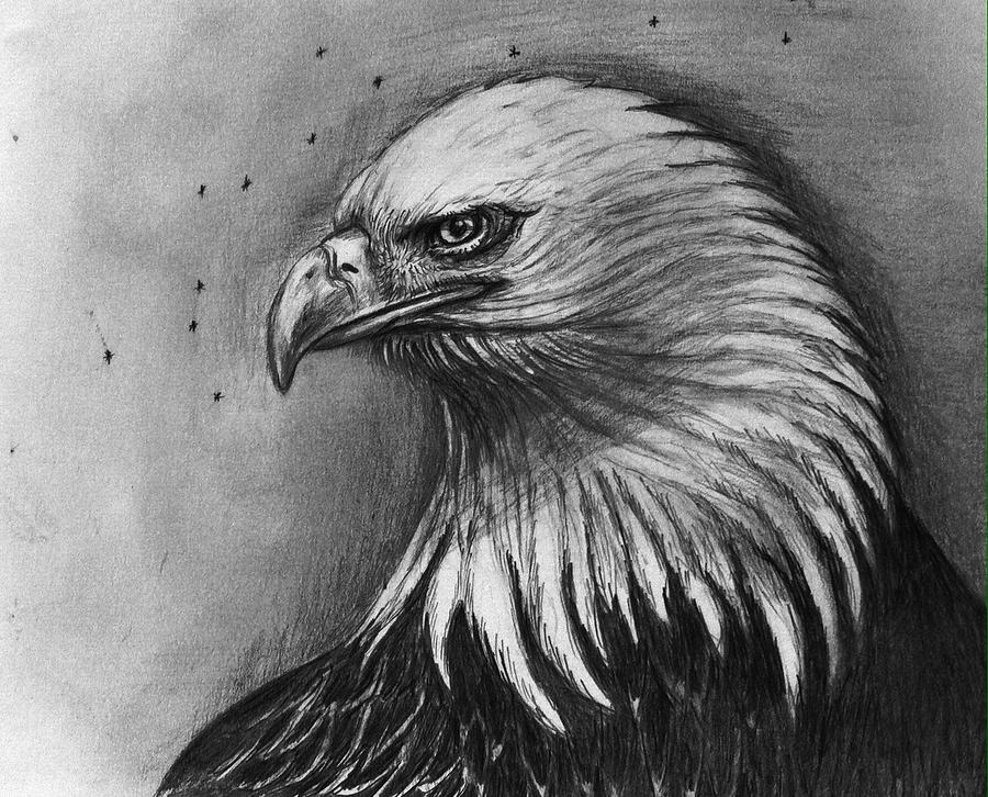 The eagle Drawing by Hae Kim - Fine Art America