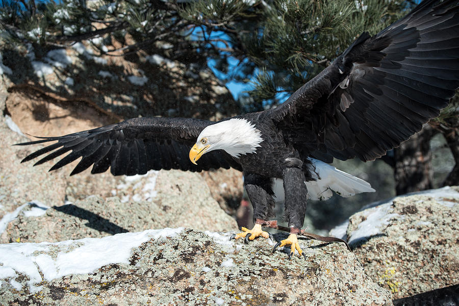 The Eagle Has Landed Photograph by Art Atkins