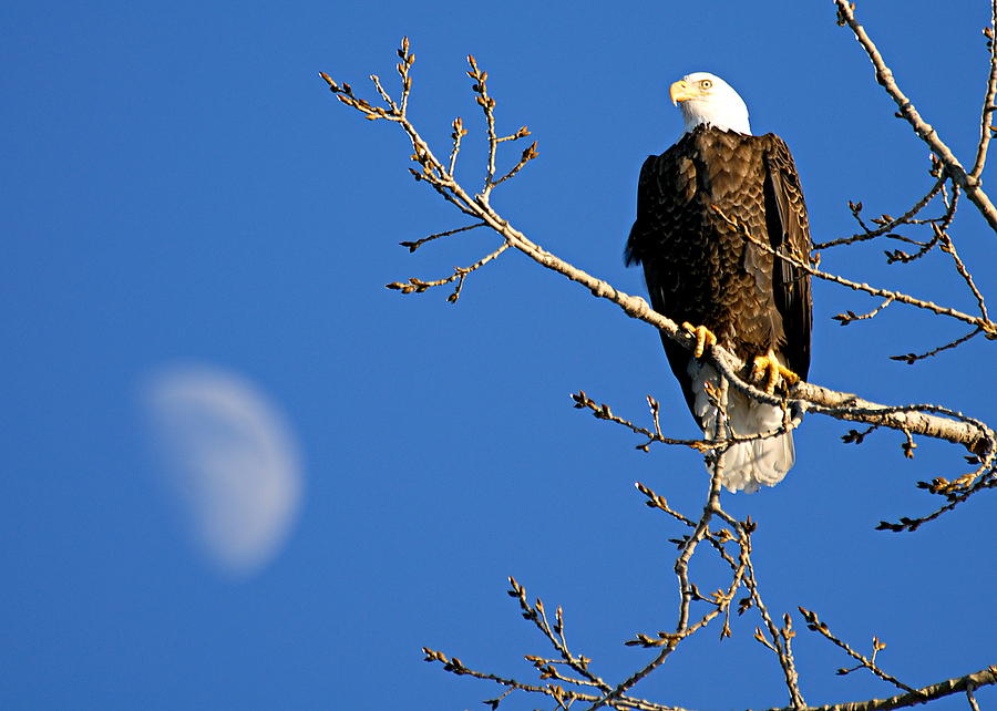 The Eagle Has Landed Photograph by Larry Ricker