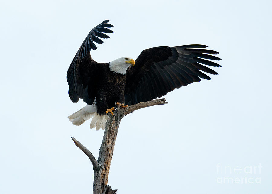 The Eagle has Landed Photograph by Michael Dawson