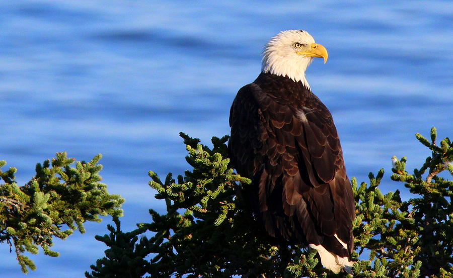 The Eagle Has Landed Photograph by Suzanne DeGeorge