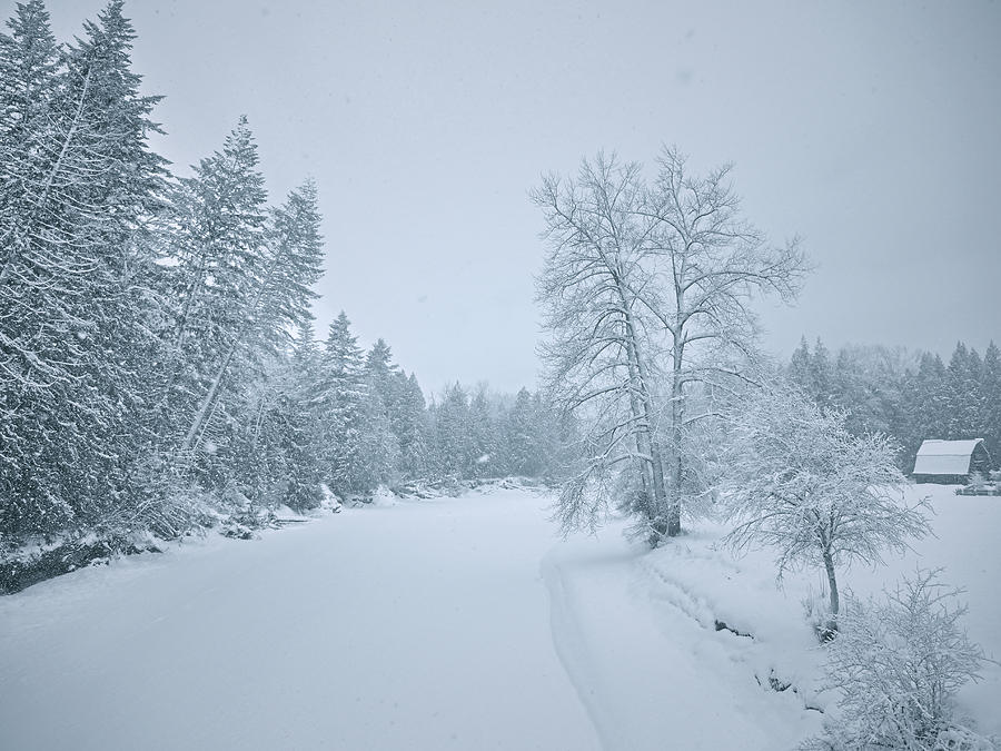 The Eagle in Winter Photograph by Scott Ballingall - Fine Art America