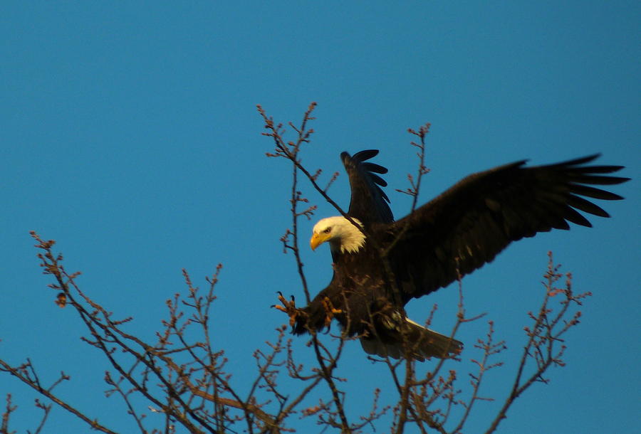 The Eagle Is Close To Touch Down Photograph by Darrell MacIver