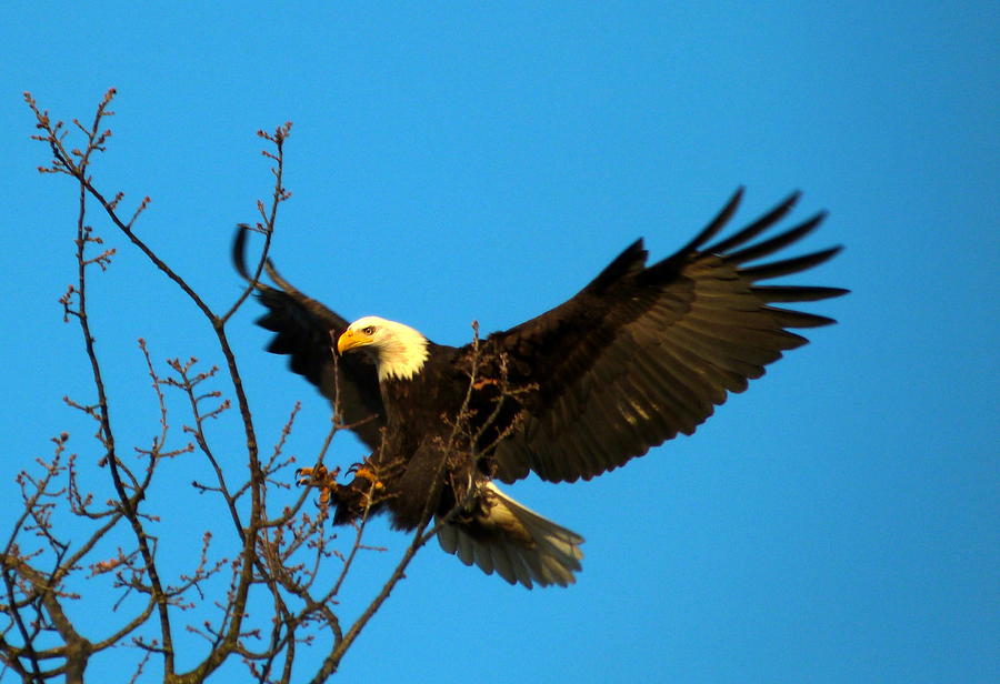 The Eagle Is Landing Photograph by Darrell MacIver