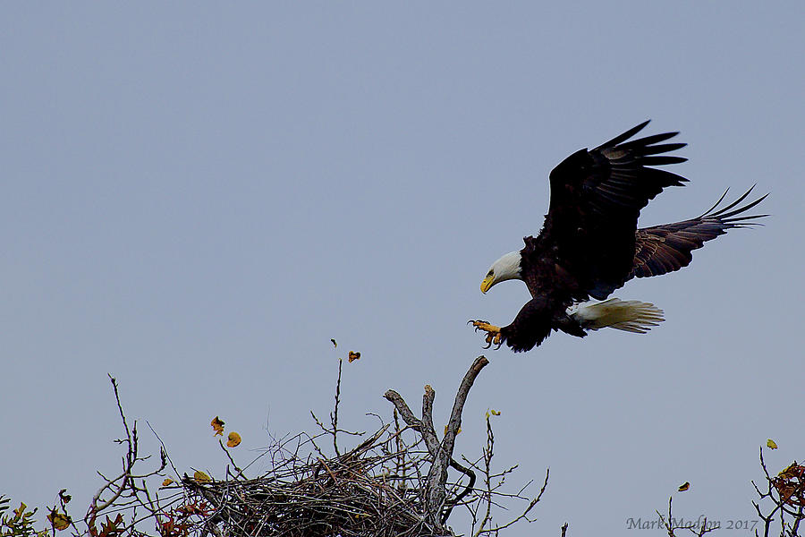The Eagle is Landing Photograph by Mark Madion - Fine Art America