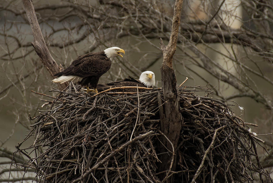 The Eagles Nest Photograph by Jody Partin