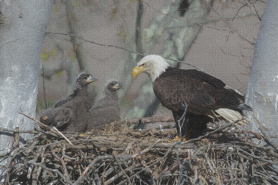The eaglets Photograph by Dan Friend