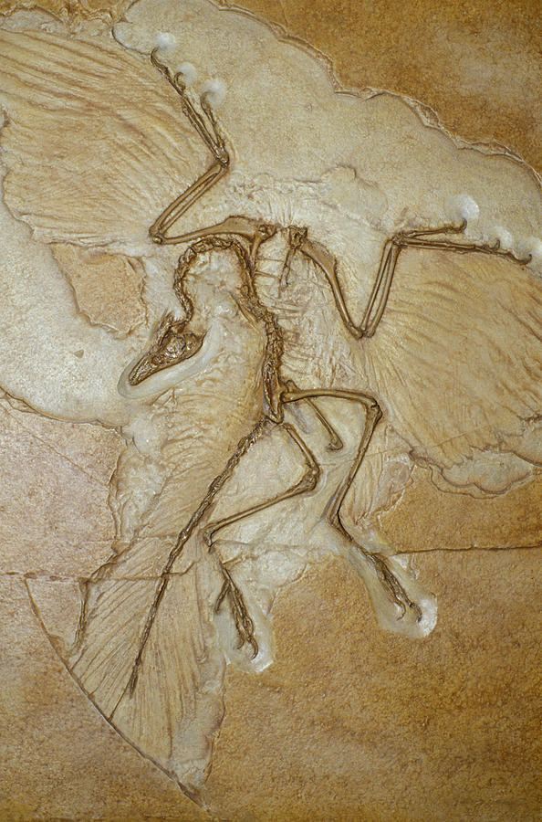 Archaeopteryx Photograph - The Earliest Bird, Archaeopteryx by Jason Edwards Archaeopteryx Photograph - The Earliest Bird, Archaeopteryx by Jason Edwards