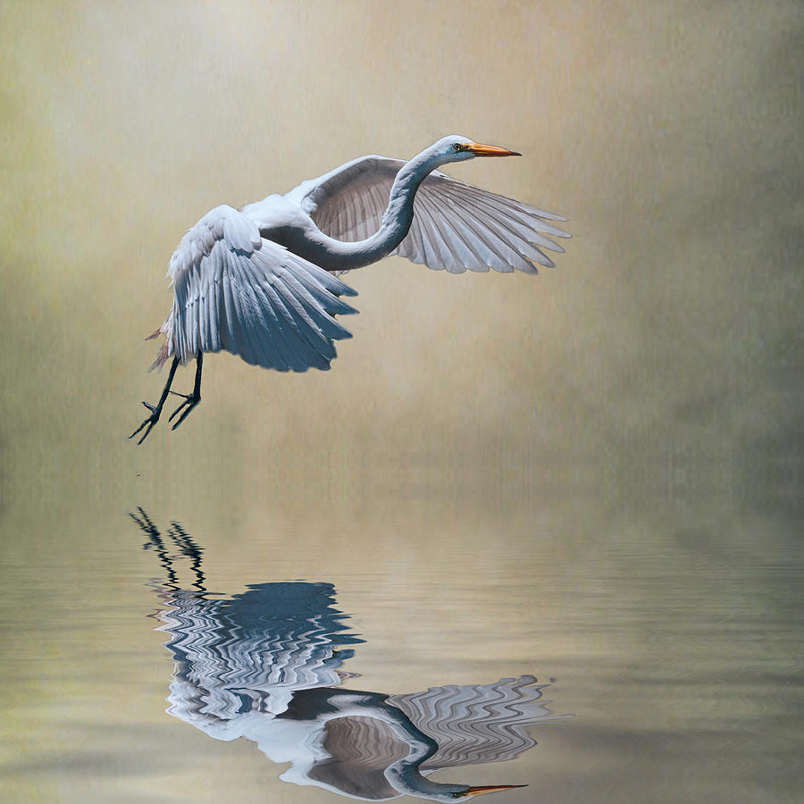 Egret Photograph - The Early Bird by Brian Tarr