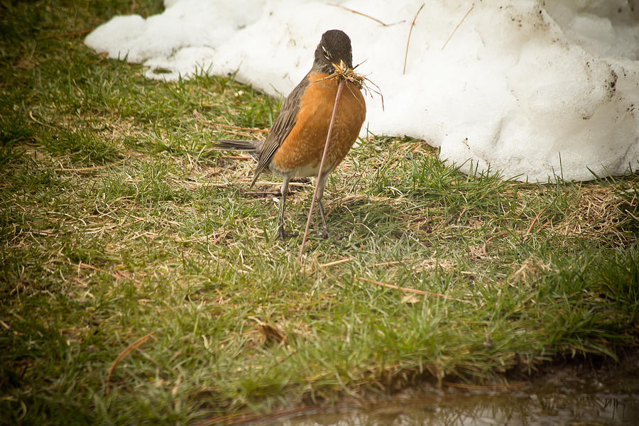 The Early Bird - Robin - Casper Wyoming Photograph by Diane Mintle