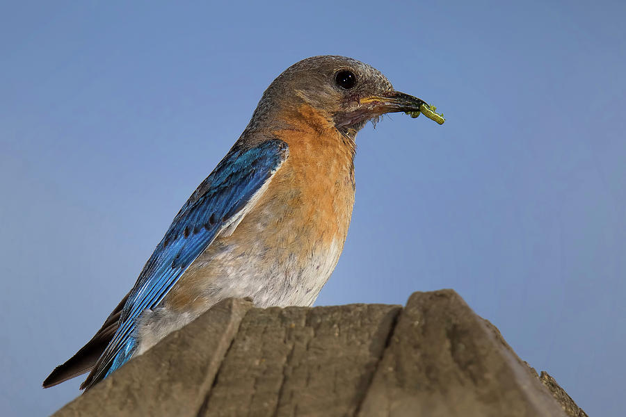 Bluebird Photograph - The Early Bird by John Absher