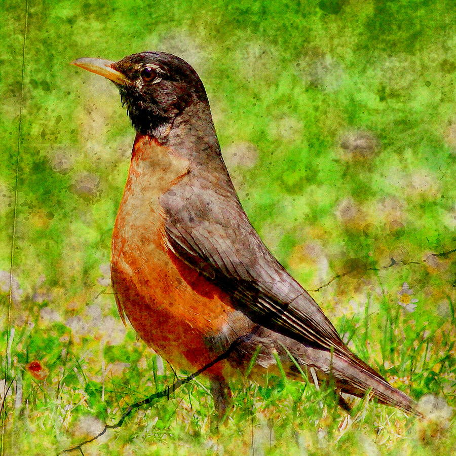 The Early Bird . texture . square Photograph by Wingsdomain Art and Photography