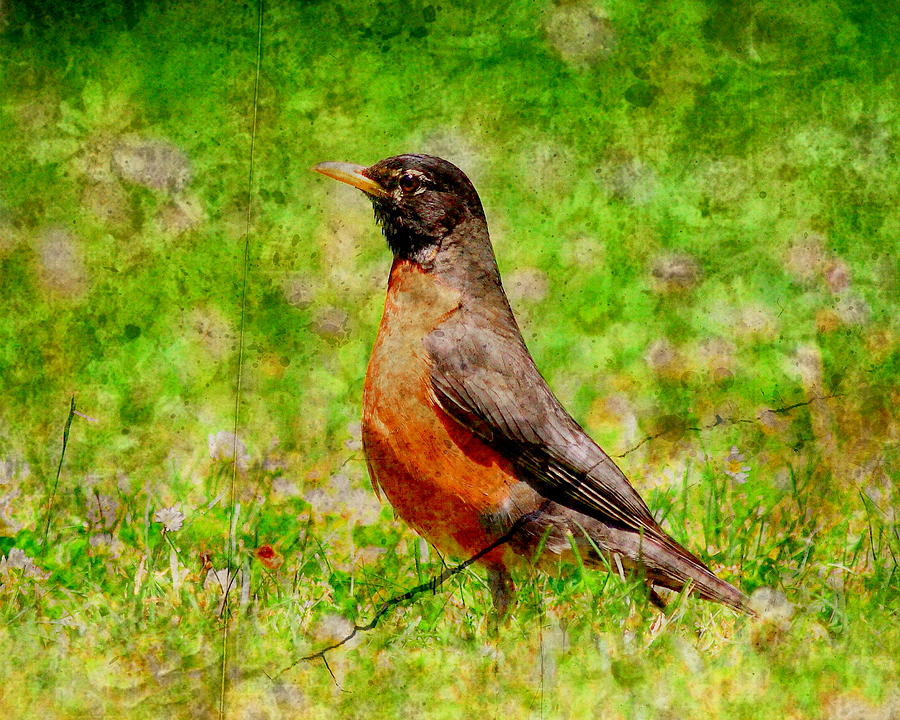 Wildlife Photograph - The Early Bird . texture by Wingsdomain Art and Photography