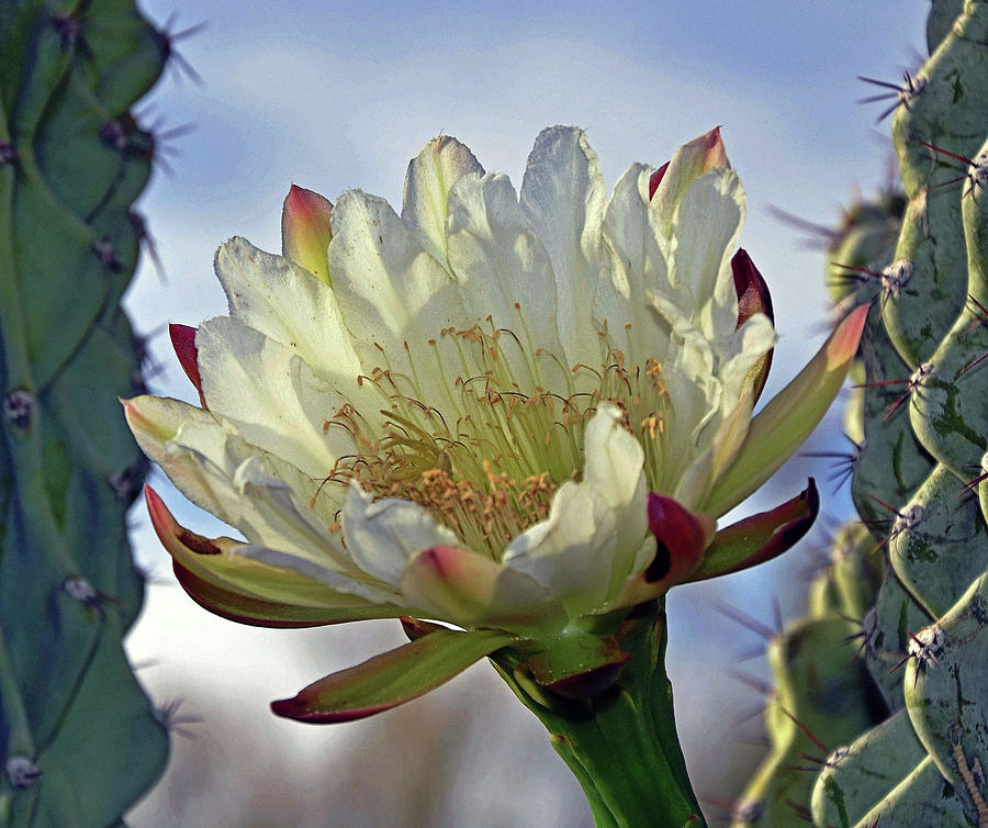 Cactus Flower Photograph - The Early Morning Light by Hazel Vaughn