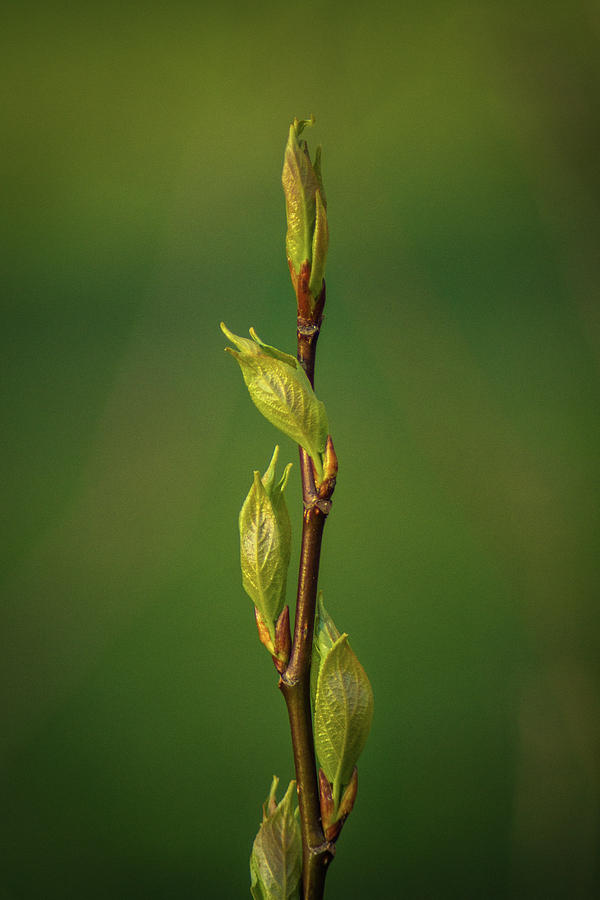 Spring Photograph - The Early Stretch by Bill Pevlor