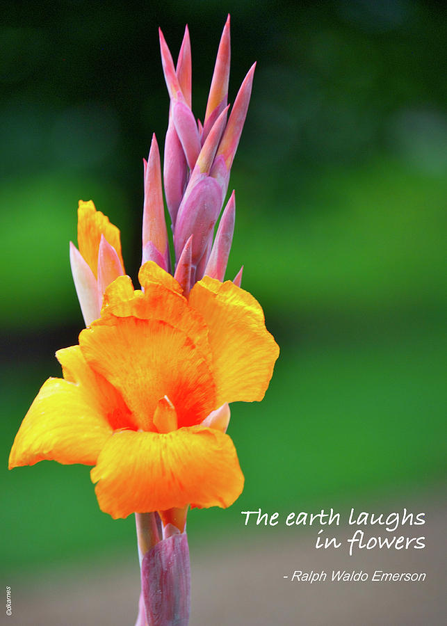 The Earth Laughs in Flowers Photograph by Debbie Karnes