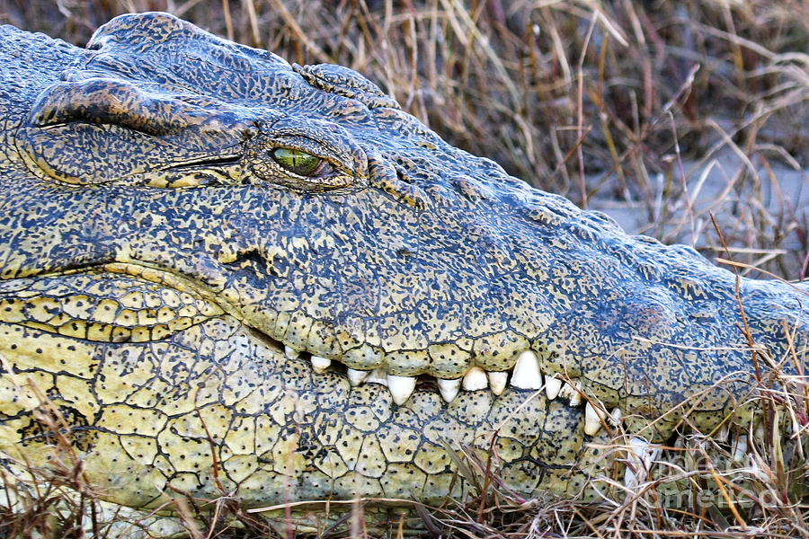 Crocodile Photograph - The Easier to Eat You With... by Tom Cheatham
