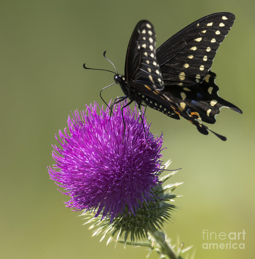 Canon Photograph - The Eastern Black Swallowtail by Ricky L Jones Canon Photograph - The Eastern Black Swallowtail by Ricky L Jones