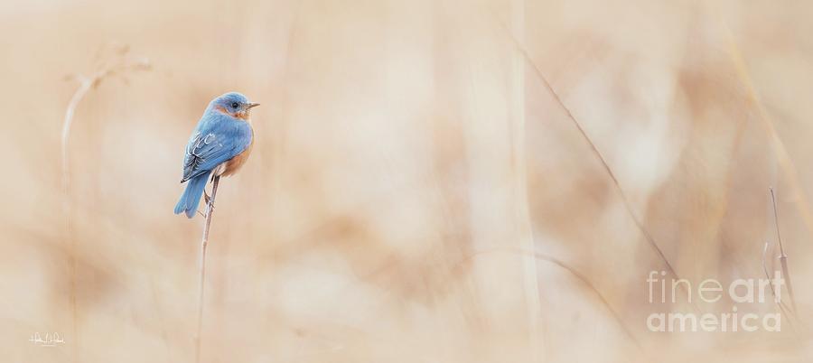 The Eastern Bluebird Photograph by Heather Hubbard