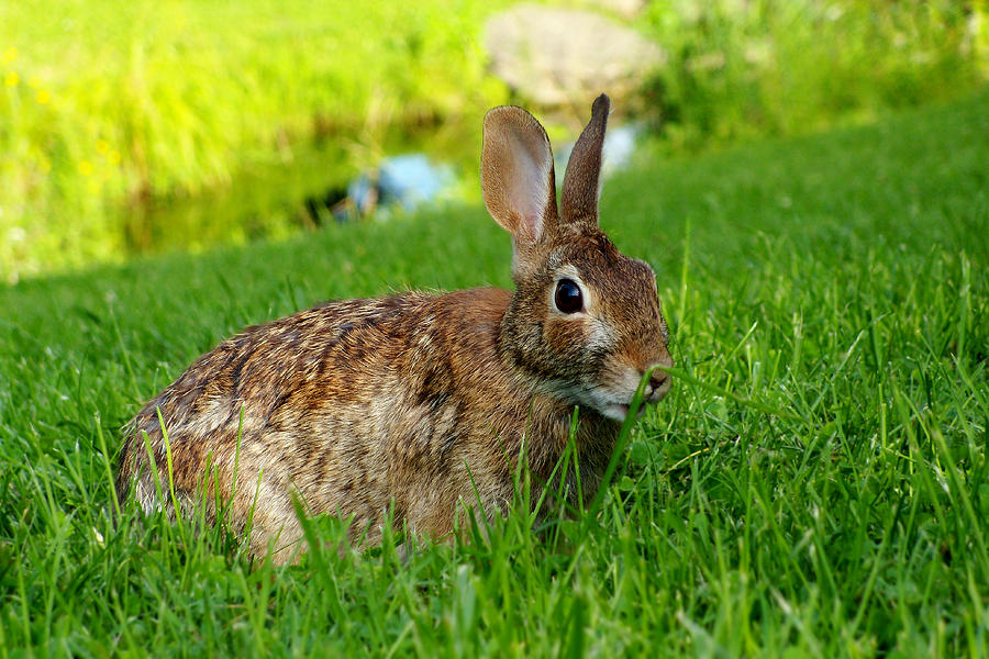 Landscape Photograph - The Eastern cottontail rabbit by Asbed Iskedjian