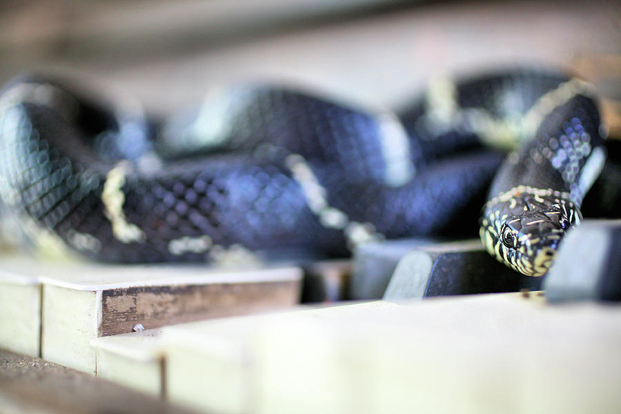 The Eastern Kingsnake Photograph by JC Findley