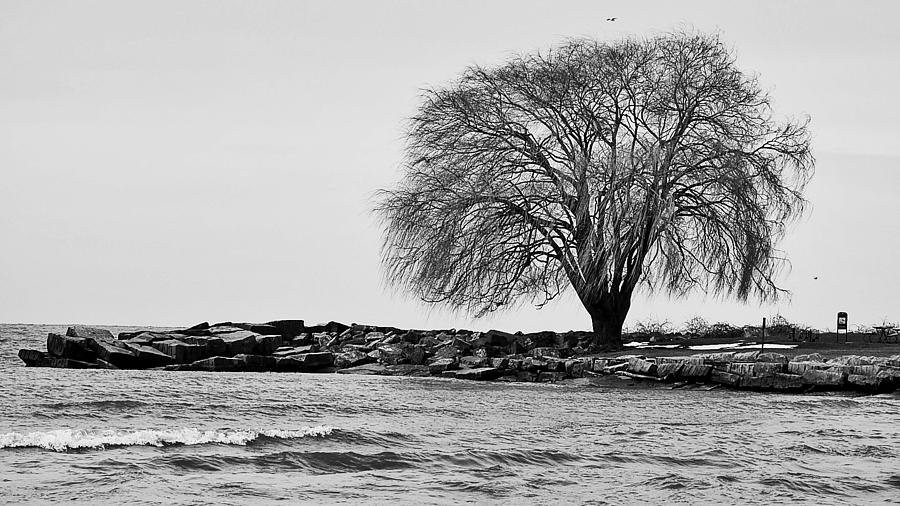 Cleveland Photograph - The Edgewater park Willow tree by Jeff Paul