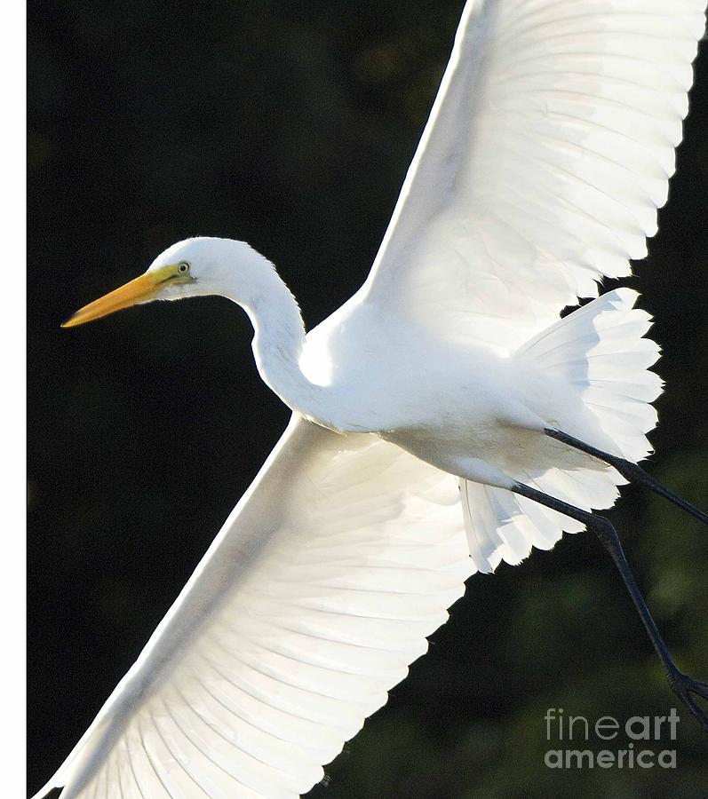 The Egret Photograph by Marc Bittan