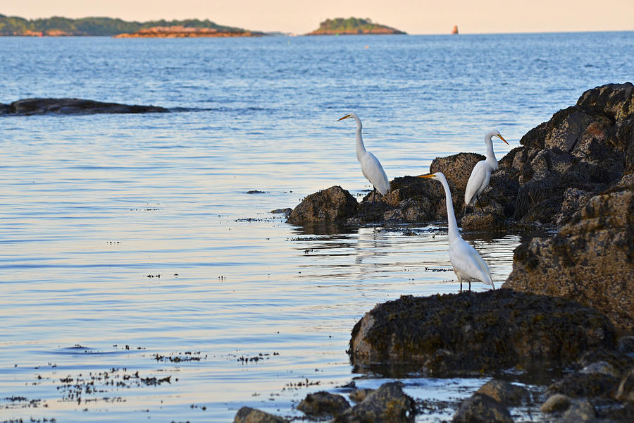 The Egrets of Winter Island Photograph by Toby McGuire