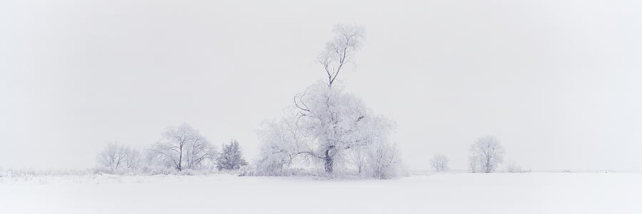 Winter Photograph - The Eldar Tree by Dustin LeFevre