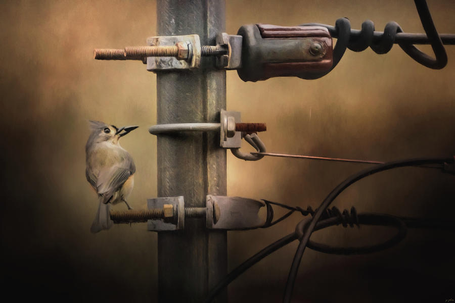 Bird Photograph - The Electrician Songbird Art by Jai Johnson