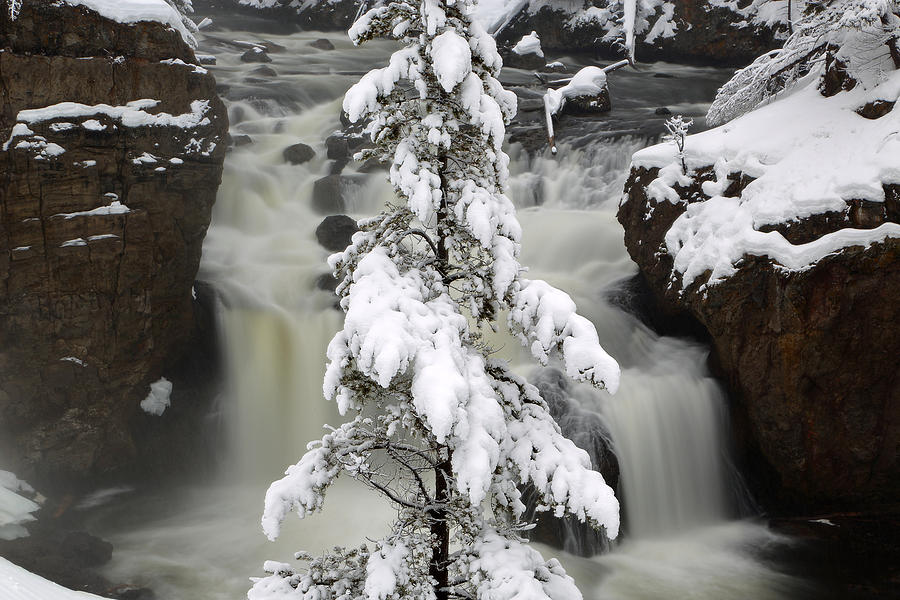 The Elegance of Nature by David Andersen The Elegance of Nature by David Andersen
