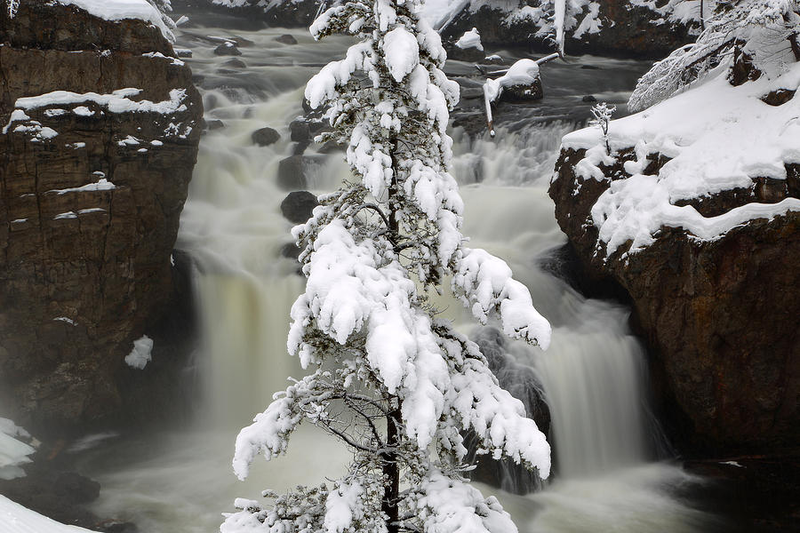 The Elegance of Nature Photograph by David Andersen