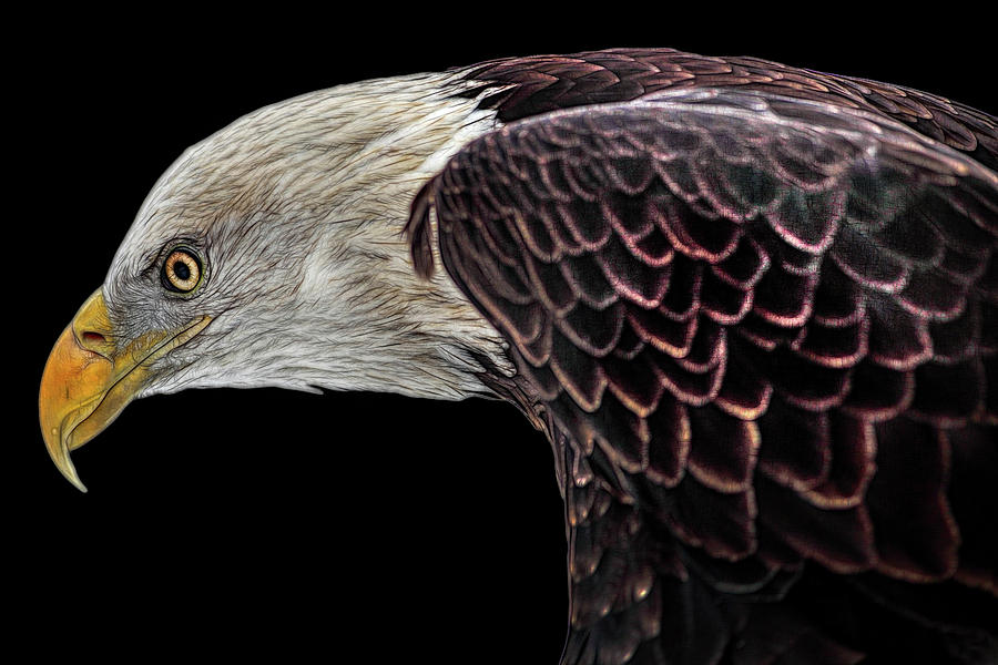 The Elegant Bald Eagle Photograph by Debra and Dave Vanderlaan