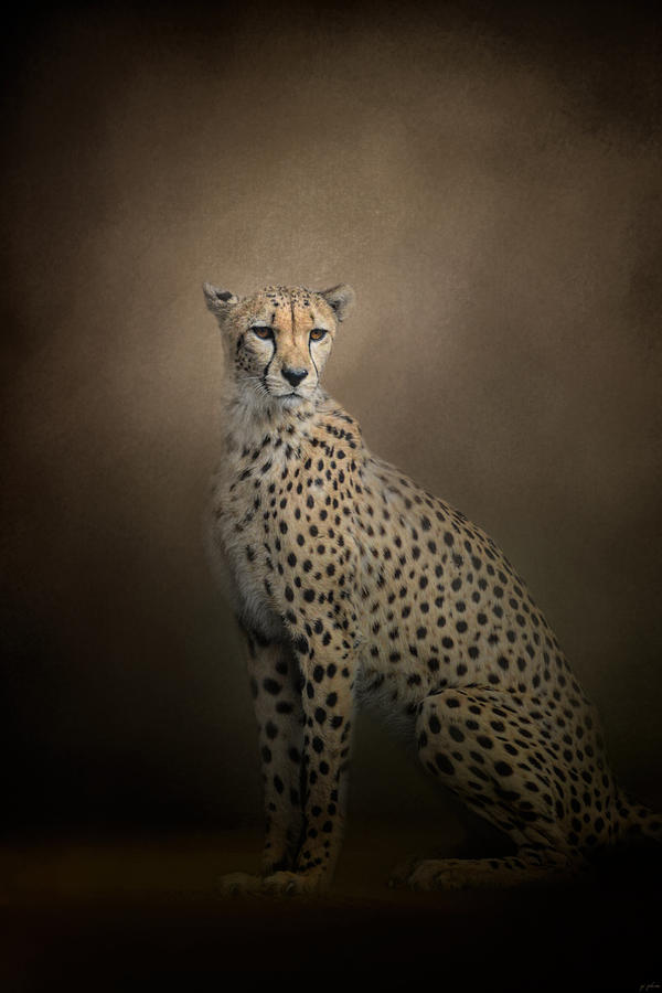 The Elegant Cheetah Photograph by Jai Johnson