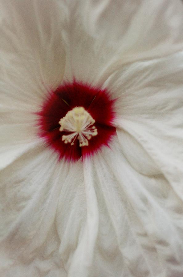 The Elegant Flower Photograph by The Art Of Marilyn Ridoutt-Greene