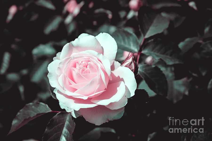 The elegant Rosa infrared effect Photograph by Marina Usmanskaya