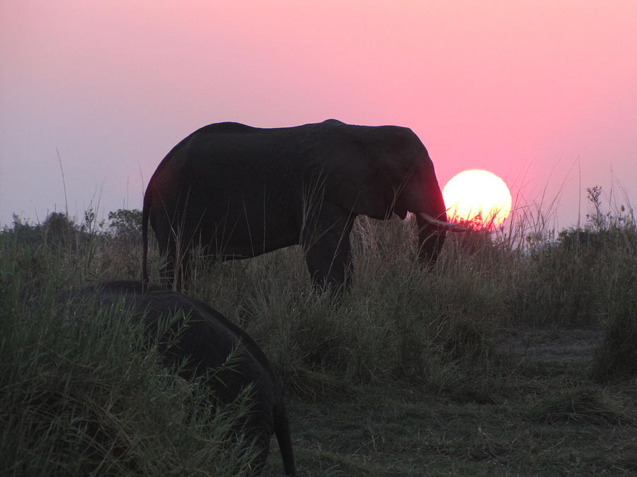 The Elephant and the Sun Photograph by David Bader