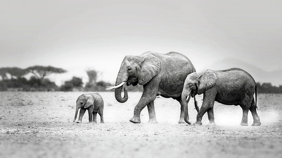 Elephant Photograph - The Elephant Family by Vicki Jauron Elephant Photograph - The Elephant Family by Vicki Jauron