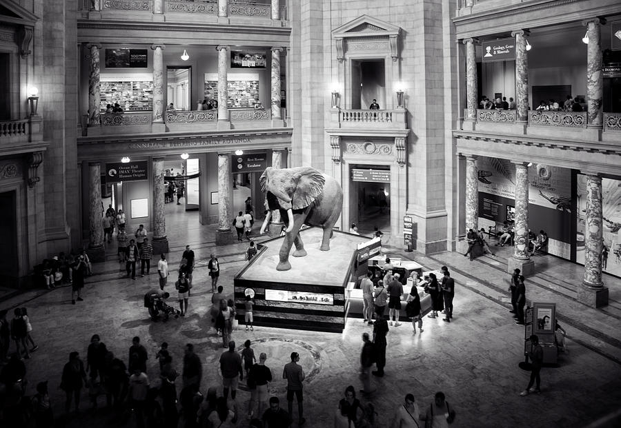 Washington D.c. Photograph - The Elephant In The Room In Black and White by Greg and Chrystal Mimbs