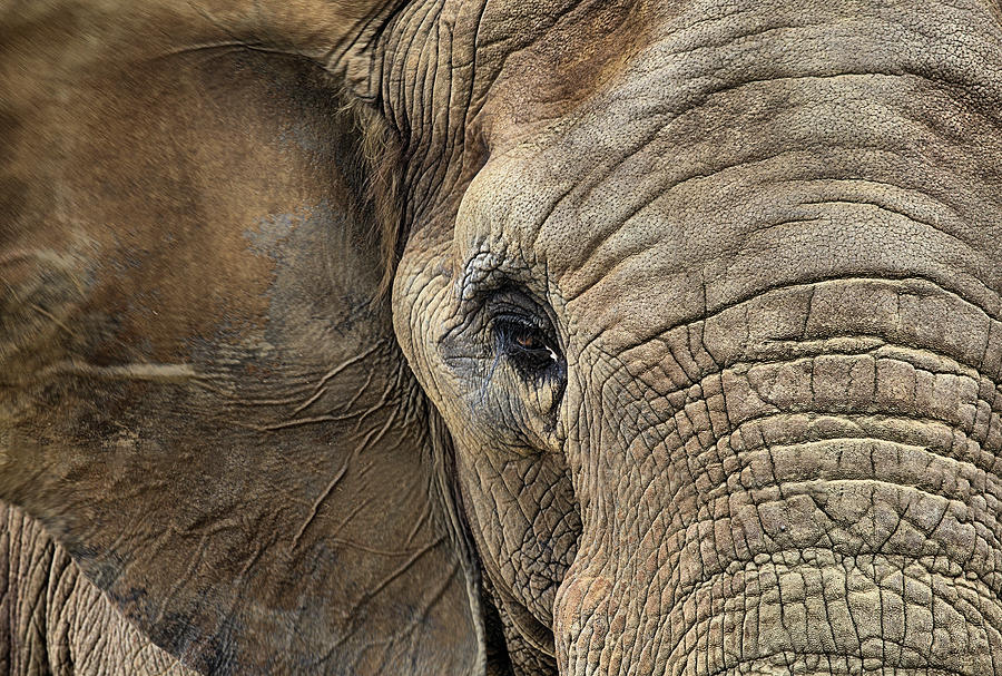 The Elephant Photograph by JC Findley