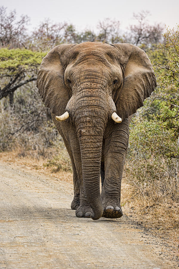 The Elephant Moves So Slowly Photograph by Stephen Stookey