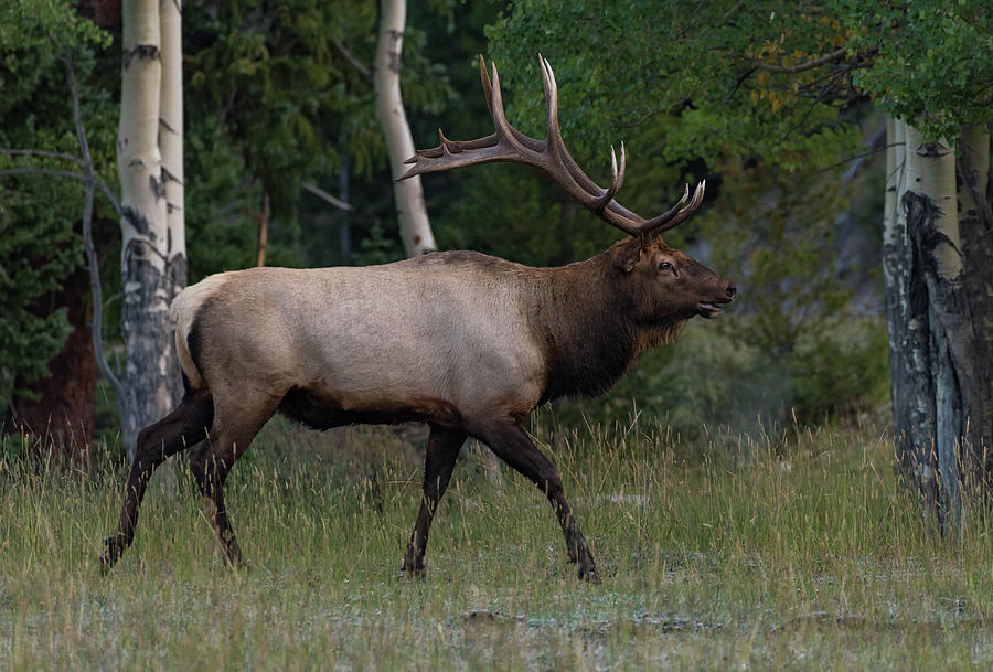 The Elk Photograph by Jody Partin